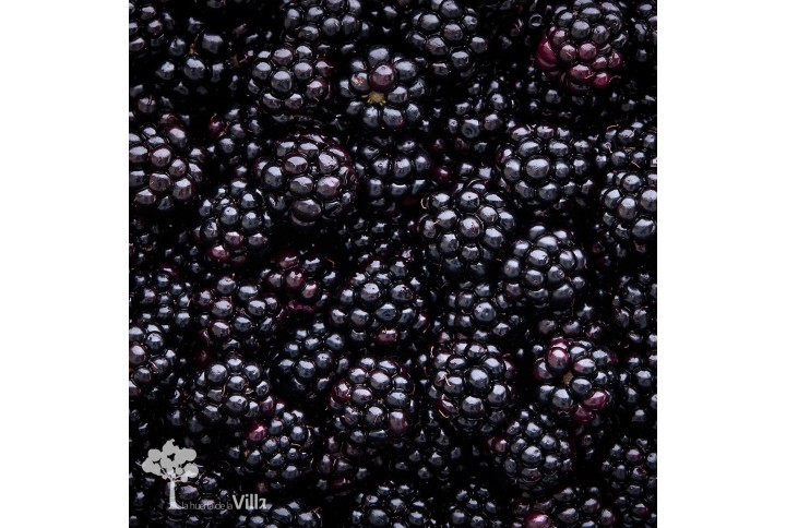 Moras ecológicas